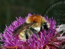 Шмель моховой 001